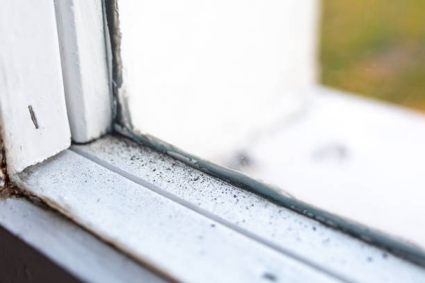 Best Biohazard Mold Removal  in Laguna Heights, TX