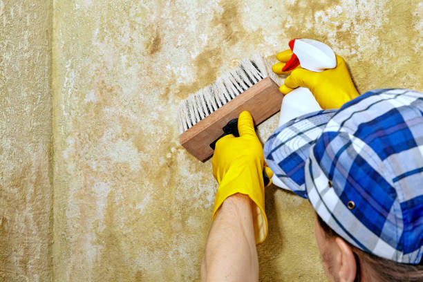 Best Comprehensive Air Testing for Mold Contaminants  in Laguna Heights, TX