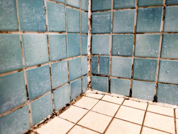Mold Remediation for Vacation Homes in Laguna Heights, TX