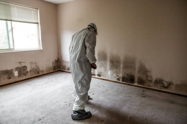 Mold Odor Removal Services in Laguna Heights, TX