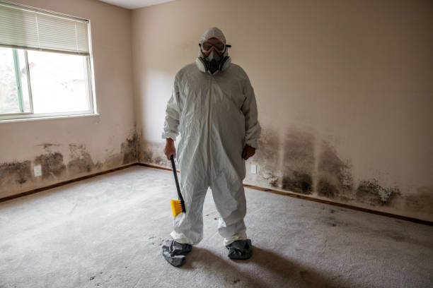 Best Basement Mold Removal  in Laguna Heights, TX