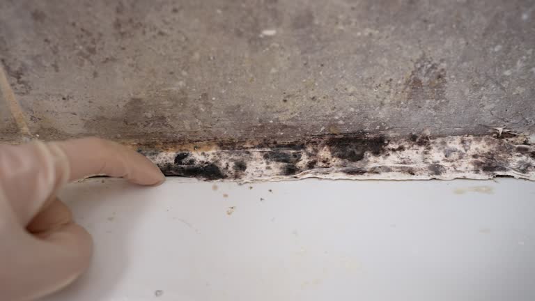  Laguna Heights, TX Mold Removal Pros