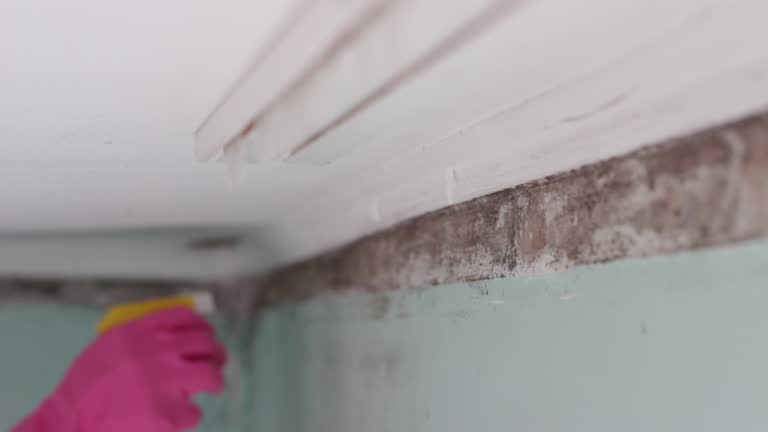 Reliable Laguna Heights, TX Mold Removal Solutions